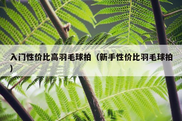 入门性价比高羽毛球拍（新手性价比羽毛球拍）