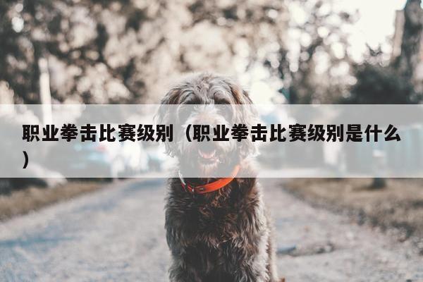 职业拳击比赛级别（职业拳击比赛级别是什么）